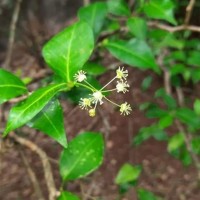 Blachia umbellata (Willd.) Baill.